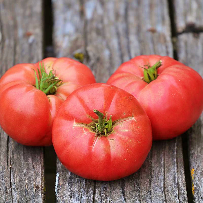 Oma's Pink, Tomato, - BoxGardenSeedsLLC -Tomatoes,Tomatillos - Seeds