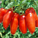 Tomato, Super Italian Paste, - BoxGardenSeedsLLC -Tomatoes,Tomatillos - Seeds