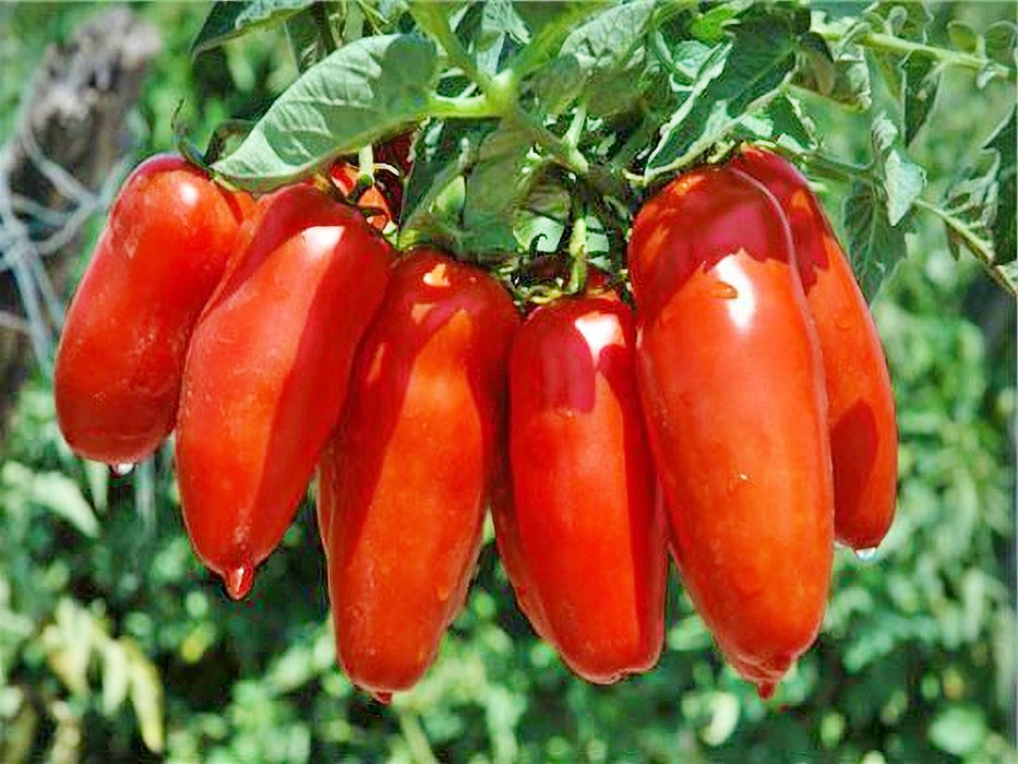 Tomato, Super Italian Paste, - BoxGardenSeedsLLC -Tomatoes,Tomatillos - Seeds