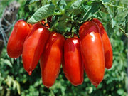 Super Italian Paste, Tomato - BoxGardenSeedsLLC - Tomatoes,Tomatillos - Seeds - USA Seller, Thank you for shopping here today, Naturally Grown GMO Free Seeds, Heirloom Open Pollinated Seeds, Fresh Top Quality Premium Seeds, Fresh Heirloom Open Pollinated Seeds