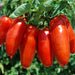 Tomato, Super Italian Paste, - BoxGardenSeedsLLC -Tomatoes,Tomatillos - Seeds