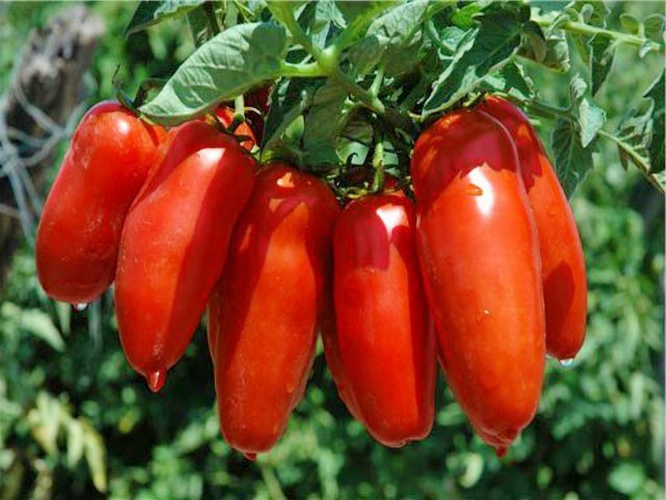 Tomato, Super Italian Paste, - BoxGardenSeedsLLC -Tomatoes,Tomatillos - Seeds