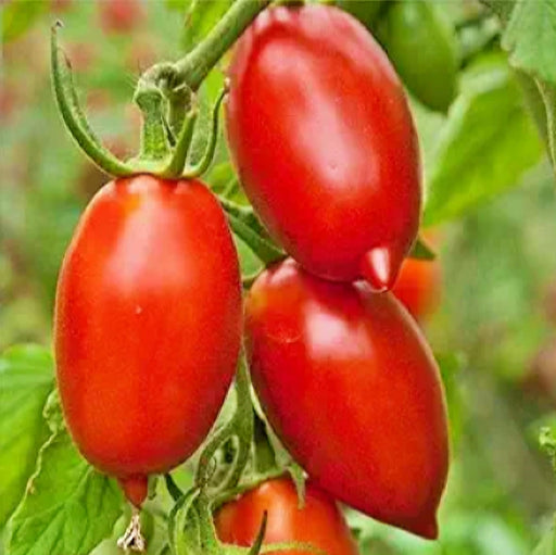 Tomato, Super Italian Paste, - BoxGardenSeedsLLC -Tomatoes,Tomatillos - Seeds