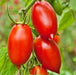 Super Italian Paste, Tomato - BoxGardenSeedsLLC - Tomatoes,Tomatillos - Seeds - USA Seller, Thank you for shopping here today, Naturally Grown GMO Free Seeds, Heirloom Open Pollinated Seeds, Fresh Top Quality Premium Seeds, Fresh Heirloom Open Pollinated Seeds