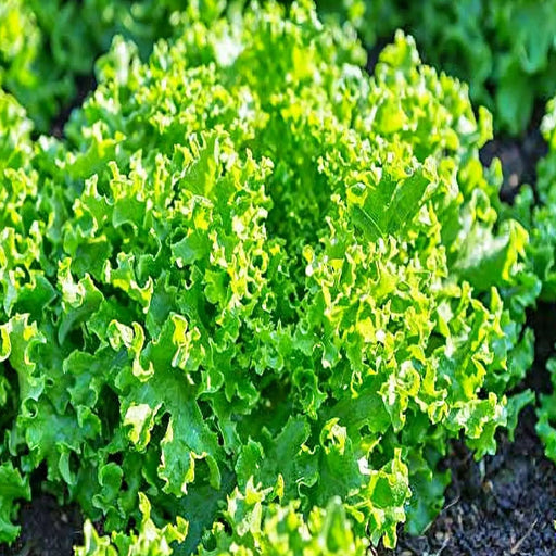 Green Ice, Leaf Lettuce, -- BoxGardenSeedsLLC -Lettuce - Seeds