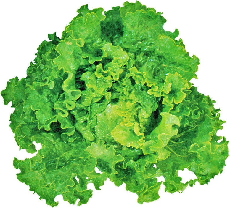 Green Ice, Leaf Lettuce, -- BoxGardenSeedsLLC -Lettuce - Seeds