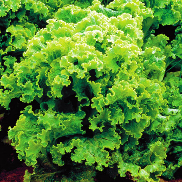 Green Ice, Leaf Lettuce, - BoxGardenSeedsLLC -Lettuce - Seeds