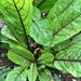 Red Apache, Sorrel, - BoxGardenSeedsLLC -Culinary/Medicinal Herbs - Seeds