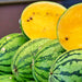 Yellow Gem Sweet, Watermelon - BoxGardenSeedsLLC -Melons, Cantaloupe - Seeds