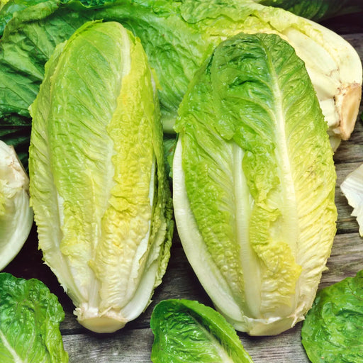 Giant Caesar, Romaine Lettuce, -- BoxGardenSeedsLLC -Lettuce - Seeds