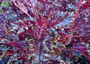 Opalescent, Basil - BoxGardenSeedsLLC - Culinary/Medicinal Herbs - Seeds - USA Seller, Thank you for shopping here today, Naturally Grown GMO Free Seeds, Heirloom Open Pollinated Seeds, Fresh Top Quality Premium Seeds
