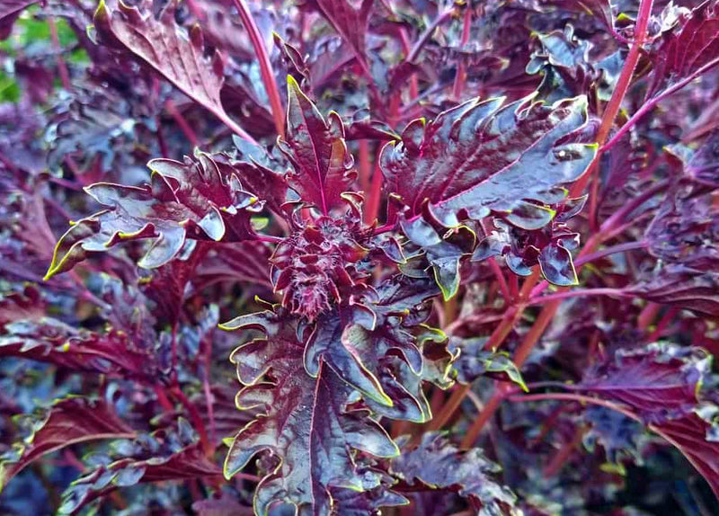 Opalescent, Basil - BoxGardenSeedsLLC - Culinary/Medicinal Herbs - Seeds - USA Seller, Thank you for shopping here today, Naturally Grown GMO Free Seeds, Heirloom Open Pollinated Seeds, Fresh Top Quality Premium Seeds