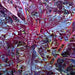 Opalescent, Basil - BoxGardenSeedsLLC -Culinary/Medicinal Herbs - Seeds