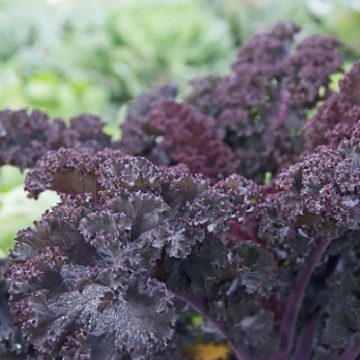 Frisé Rouge, Kale, - BoxGardenSeedsLLC -Cabbage, Kale - Seeds