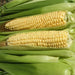 Ashworth, Sweet Corn, - BoxGardenSeedsLLC -Corn - Seeds