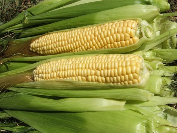 Abundance, Sweet Corn - BoxGardenSeedsLLC -Corn - Seeds