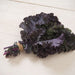 Frisé Rouge, Kale, -- BoxGardenSeedsLLC -Cabbage, Kale - Seeds