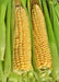 Ashworth, Sweet Corn, -- BoxGardenSeedsLLC -Corn - Seeds