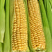 Ashworth, Sweet Corn, - BoxGardenSeedsLLC -Corn - Seeds