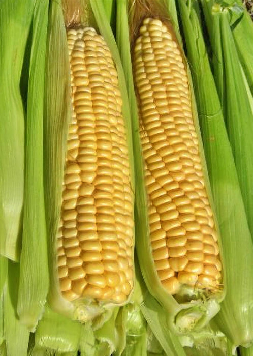 Abundance, Sweet Corn - BoxGardenSeedsLLC -Corn - Seeds