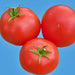 Piroka, Tomato, - BoxGardenSeedsLLC -Tomatoes,Tomatillos - Seeds