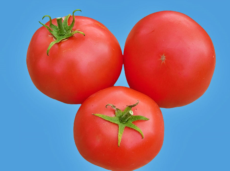 Piroka, Tomato, - BoxGardenSeedsLLC -Tomatoes,Tomatillos - Seeds