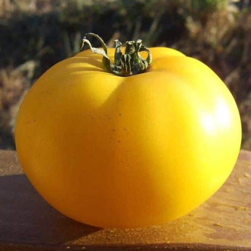 Native Sun, Tomato, -- BoxGardenSeedsLLC -Tomatoes,Tomatillos - Seeds