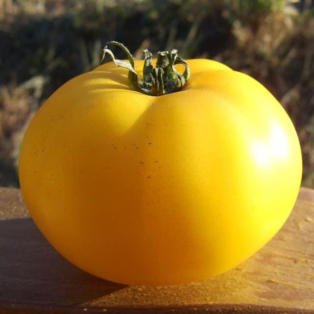 Native Sun, Tomato - BoxGardenSeedsLLC - Tomatoes,Tomatillos - Seeds - 