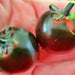 Dancing With Smurfs, Tomato, - BoxGardenSeedsLLC -Tomatoes,Tomatillos - Seeds