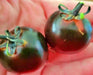 Dancing With Smurfs, Tomato, -- BoxGardenSeedsLLC -Tomatoes,Tomatillos - Seeds