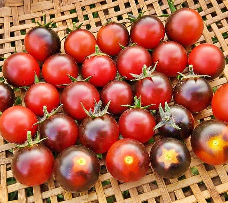 Dancing With Smurfs, Tomato - BoxGardenSeedsLLC - Tomatoes,Tomatillos - Seeds - 