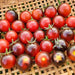 Dancing With Smurfs, Tomato, - BoxGardenSeedsLLC -Tomatoes,Tomatillos - Seeds