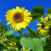 Lemon Queen, Sunflower, - BoxGardenSeedsLLC -Culinary/Medicinal Herbs - Seeds