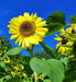 Lemon Queen, Sunflower, -- BoxGardenSeedsLLC -Culinary/Medicinal Herbs - Seeds