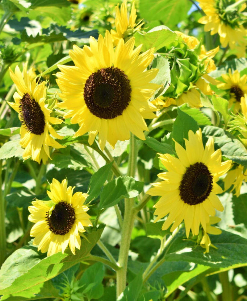 Lemon Queen, Sunflower - BoxGardenSeedsLLC - Culinary/Medicinal Herbs - Seeds - USA Seller, Thank you for shopping here today, Naturally Grown GMO Free Seeds, Heirloom Open Pollinated Seeds, Fresh Top Quality Premium Seeds