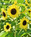 Lemon Queen, Sunflower, -- BoxGardenSeedsLLC -Culinary/Medicinal Herbs - Seeds