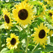 Lemon Queen, Sunflower, - BoxGardenSeedsLLC -Culinary/Medicinal Herbs - Seeds