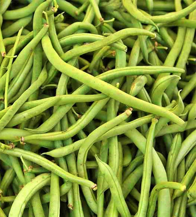 Top Crop, Bush Beans, - BoxGardenSeedsLLC -Abundant Stock SALE - Seeds