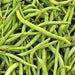 Top Crop, Bush Beans, - BoxGardenSeedsLLC -Abundant Stock SALE - Seeds