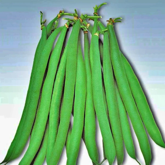 Masai, Bush Beans, -- BoxGardenSeedsLLC -Beans / Dry Beans - Seeds