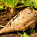 Sugar Beet, - BoxGardenSeedsLLC -Beet,Turnips,Parsnips - Seeds