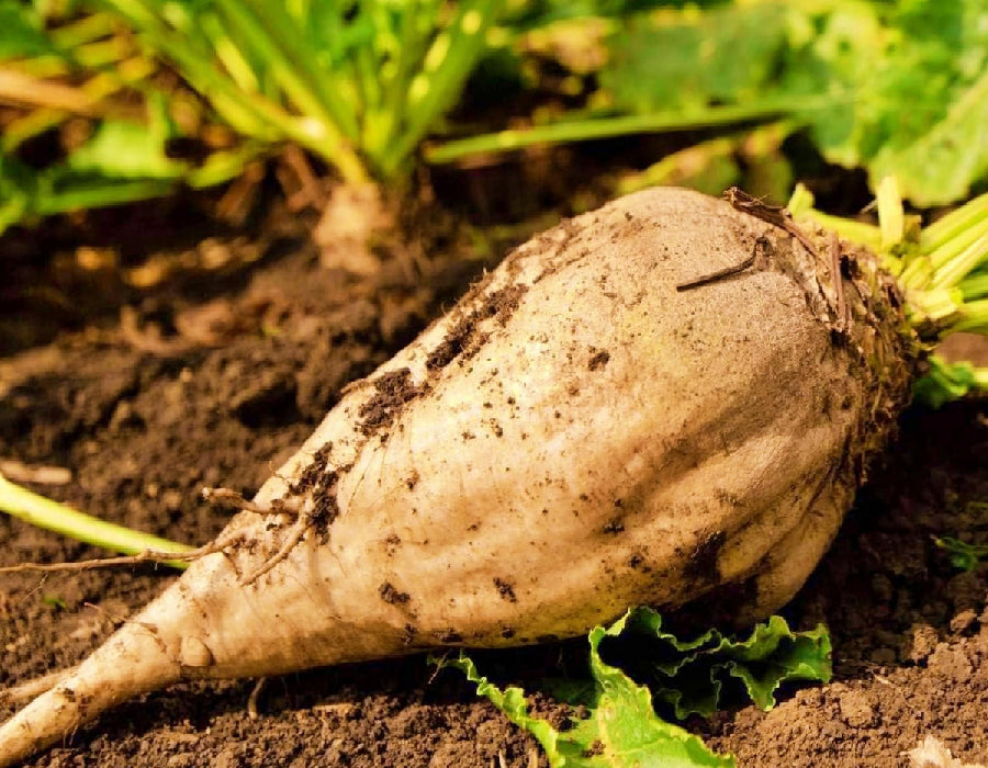 Sugar Beet, - BoxGardenSeedsLLC -Beet,Turnips,Parsnips - Seeds