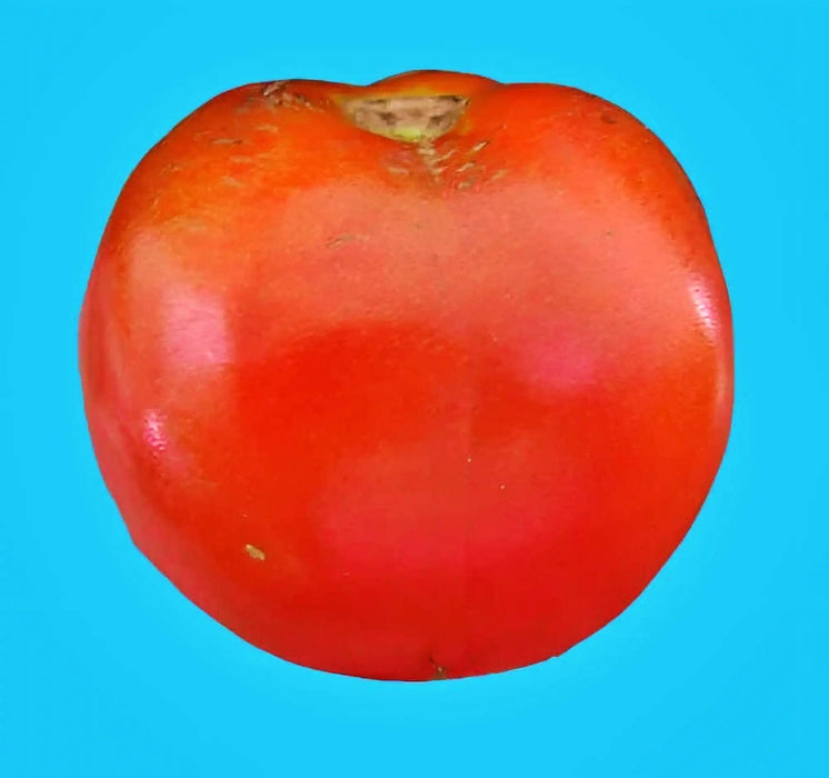 Piroka, Tomato, -- BoxGardenSeedsLLC -Tomatoes,Tomatillos - Seeds