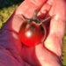 Dancing With Smurfs, Tomato, - BoxGardenSeedsLLC -Tomatoes,Tomatillos - Seeds