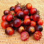 Dancing With Smurfs, Tomato - BoxGardenSeedsLLC - Tomatoes,Tomatillos - Seeds - 