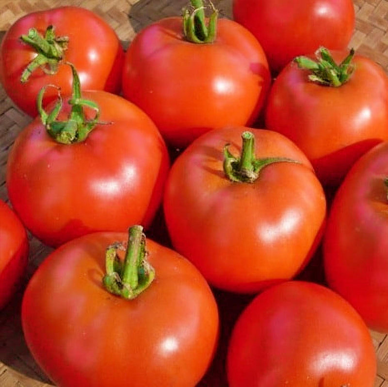 Early Willamette, Tomato - BoxGardenSeedsLLC - Tomatoes,Tomatillos - Seeds - 
