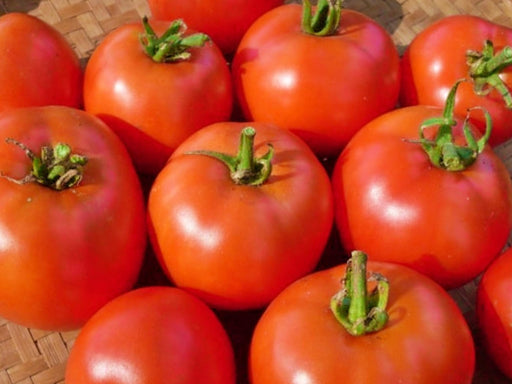 Early Willamette, Tomato, - BoxGardenSeedsLLC -Tomatoes,Tomatillos - Seeds