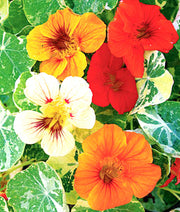 Alaska Mix, Nasturtium - BoxGardenSeedsLLC - Gourmet/Native Greens - Seeds - USA Seller, Thank you for shopping here today, Naturally Grown GMO Free Seeds, Heirloom Open Pollinated Seeds, Fresh Top Quality Premium Seeds
