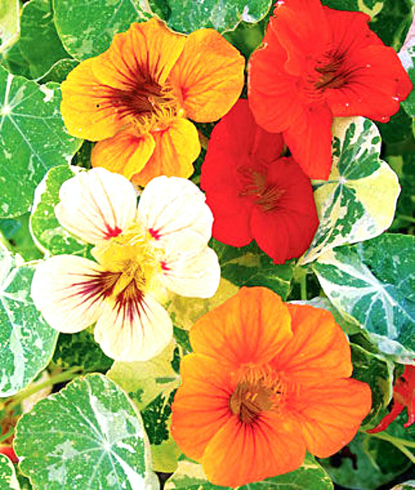 Alaska Mix, Nasturtium, -- BoxGardenSeedsLLC -Gourmet/Native Greens - Seeds