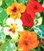 Alaska Mix, Nasturtium, -- BoxGardenSeedsLLC -Gourmet/Native Greens - Seeds